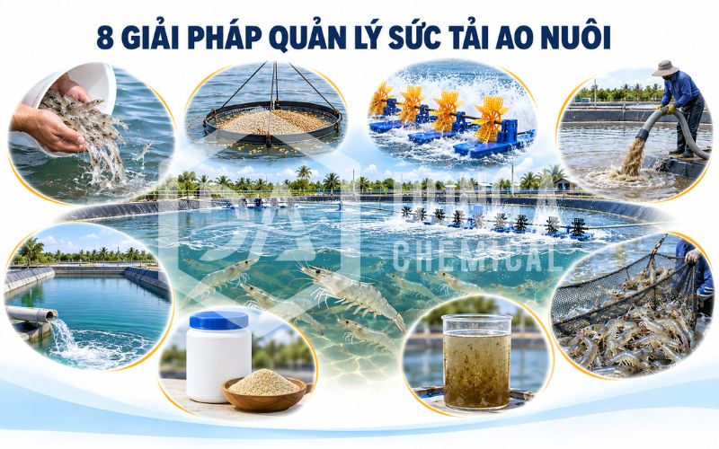Sức tải môi trường ao nuôi tôm: Dấu hiệu và cách quản lý